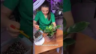ФИТОЛАМПА СЪЕСТ БЮДЖЕТ? Спасти растение дешевле, чем купить новое.Артикул WB: 480148443