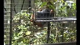 REGNSKOV RANDERS Zoo Tropical DENMARK