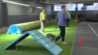 Fetching on the Pet Network