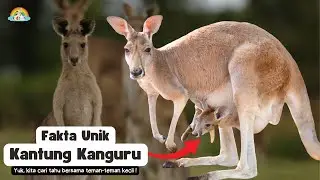 UNIQUE FACTS ON KANGAROO POUCH! || Children's Educational Videos