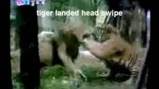 Tiger vs Lion. Tiger the more powerful paw swipes, smarter better boxer and fighter Part 1.