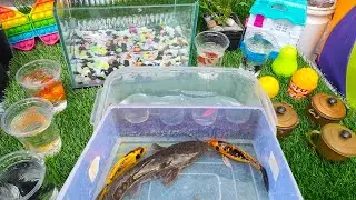 Wonderful Fish Shifting & Catch in Home Made Pond || Gold Fish, Platy, Tetra, Brab, Shark, -Ep 200