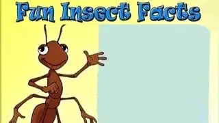 fun insect facts!
