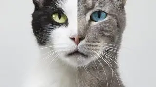 Study Links Cat Colors To Aggression