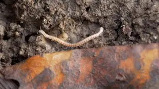 Bodemleven in beeld: de roodstipmiljoenpoot