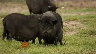 Pot Bellied Pigs