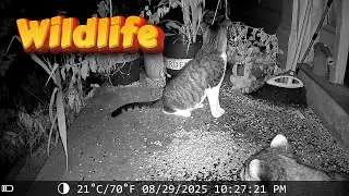 What Animals Stopped By on Saturday? 🐦🦝😻