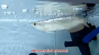MGBB AROWANA 6 INCH
