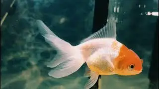 Stunning Red Cap Oranda Goldfish Swimming Gracefully #aquarium #goldfish #virel #trinding #fish 