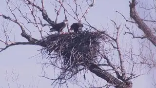 Bald eagles found nesting in fast-growing Kaufman County development