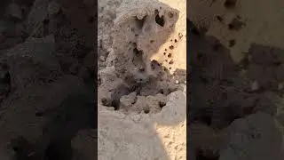 🐜Ants are one of nature&rsquo;s best examples of living in a community. Each colony can have thousands.