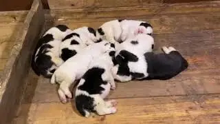 Правнуки Легендарного АЛАПАРА.Great-grandchildren of the Legendary ALAPAR‼️