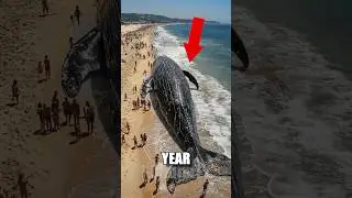 Animals that will DISAPPEAR in 2026 FOREVER! 🐾😨
