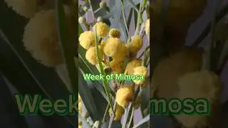 #mimosa #fragrancerotation #perfumecollection #perfume #paulsselection
