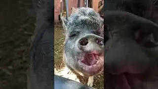Close up of Izzy potbelly pig crunching some peanuts