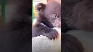 Bear Cubs In Sleeping#bear #cubs #cute