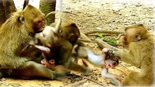Heart break big monkey bites poor baby monkey Lola cry loudly, Lola deeply hurt in hand Brinn