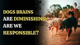 Dogs Brains are Diminishing  Are We Responsible | WION Podcast