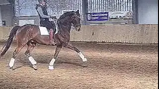 Te koop: 12 jarige ruin Rousseau x Jazz