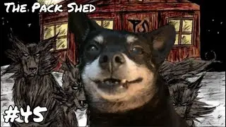 TRIVIA QUESTIONS - The Pack Shed Ep. 45