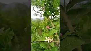 Lemon 🍋 journey from bloom to harvest #LemonFlower #HomeGarden #NatureReels #PlantLovers