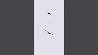 Raven tries to attack eagle #shorts #nature #foryoupage