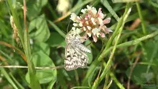 Mother Shipton Moth (Euclidia Mi) - 4K