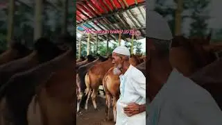 Qurbani_Episodelast #viralreels #cowmandi #gorubazar #reelzpage  #1k #10k #cow #bigestbull#treanding