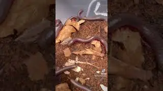 New Millipedes! Narceus americanus, aka American Giant Pinkfoot Millipede