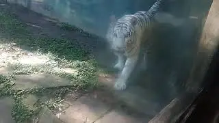 Zoosiana