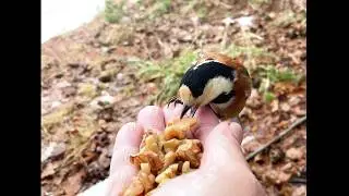 Of all the birds, only these three have started eating walnuts from my hand.