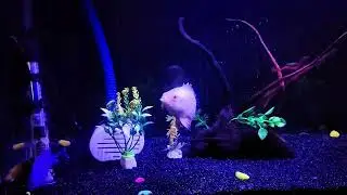 Albino oscar fish | 2.5 feet tank #oscars #moderntanks #fishtank 
