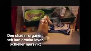 Kaninsjukdomar: E. Cuniculi / Nozematos
