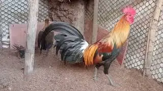 17 (1) qaib rau phom2026