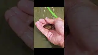 Beautiful Real Catch Fish Collection | American Carp, Guppy, Goldfish & Koi Pond Life