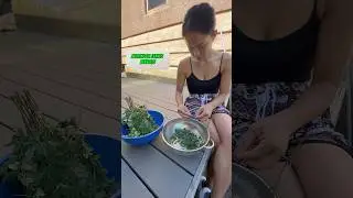The Health benefits of Moringa🇵🇭 #philippines #filipino #filipina #pinoy