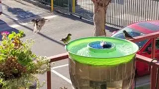 Lesser goldfinches at chip & dip bird bath