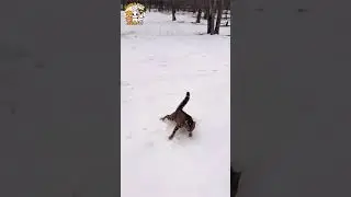 😻 Cat in Winter Season! ❄️ | Funny Cat Moments | @wwianimals.official