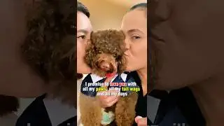 Dear Fur parents #dog #furparents #dog #puppy #cute #lovestory #primodpogi #viralshorts #ytshorts