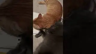 Snoring fat kitty