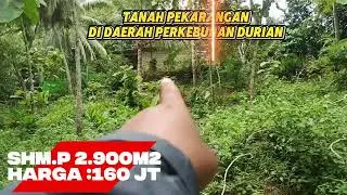 Tanah pekarangan di daerah perkebunan DURIAN di Gunungkidul 