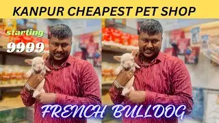 French Bulldog Puppies ❗️French Bulldogs Dog In India ❗️Cheapest Pet Shop ❗️Kanpur