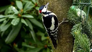 Amazing Woodpeckers🌲Beautiful Birds🌴 Exotic Birds * P&aacute;jaros Carpinteros, P&aacute;jaros Ex&oacute;ticos * 異國情調的鳥
