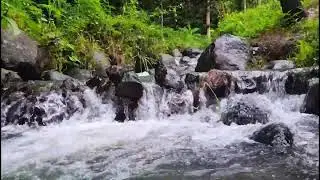 24/7 Live River Stream 🌊 Natural Water Sounds for Deep Sleep, Relaxation & Focus