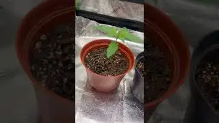 seed to harvest (Day 17)#trending #viral video#viralshorts #cannabiseducation #music #plants