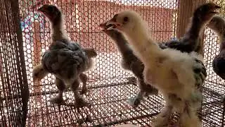 Fancy chicken Farm | Abdul Hannan