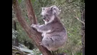 Cute Koala sitting on the gum tree :)