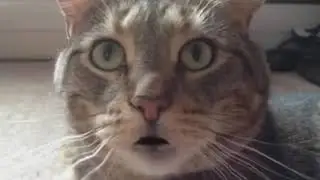 PEOPLE WEARING MUZZLES THE TALKING CAT VERY RARE