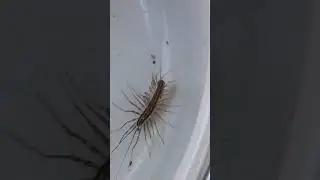 Are you afraid of house centipedes?