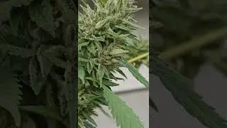 Gorilla, Cookie & Mutant Green